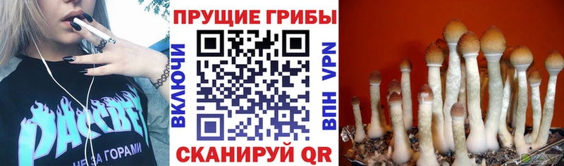 купить  цена  Нальчик  Галлюциногенные грибы прущие грибы 